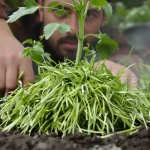 Ce paillage gratuit de tondeuse en avril provoque un ravage invisible sous vos tomates, voici pourquoi