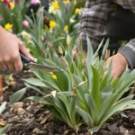 Ce que vous faites après la floraison et qui empêche vos bulbes de refleurir, voici pourquoi
