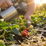 Fraisiers : arrosez-les au printemps avec cet ingrédient de cuisine, vos fruits seront plus gros