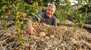 Oubliez le buttage des pommes de terre : cette solution assure des récoltes record au potager