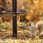 Pourquoi les jardiniers saupoudrent désormais du café sur les mangeoires à oiseaux