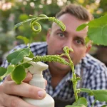 Pucerons au jardin : les gestes simples qui sauvent vos plantes ce printemps, voici pourquoi