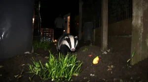 Un blaireau s’est installé dans mon jardin : comment lui faire comprendre de partir sans risque
